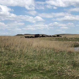 Meet your Posher, Heidi